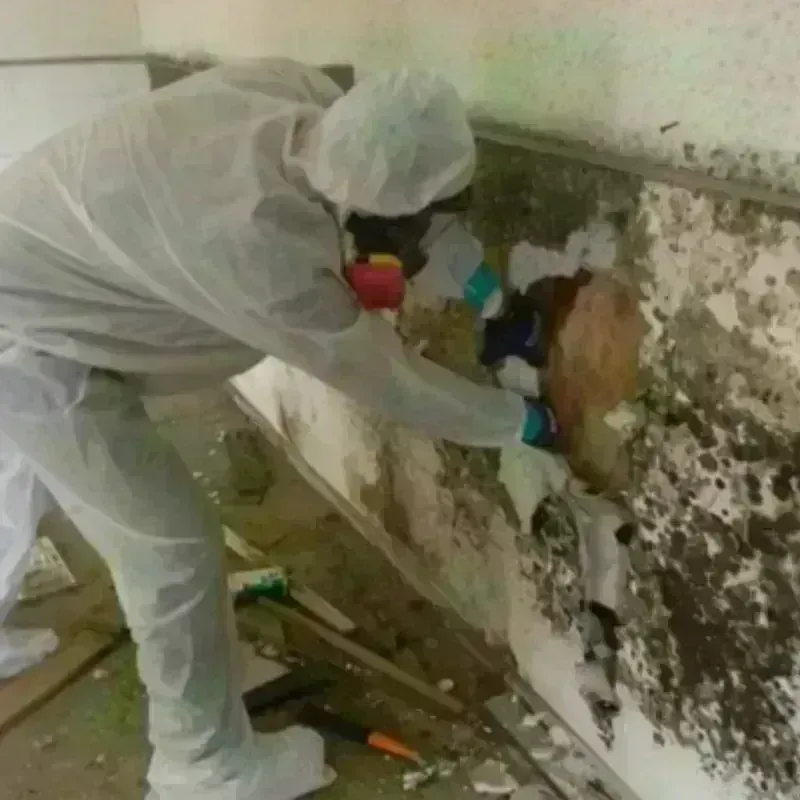 Mold Remediation and Removal in Dale City, VA